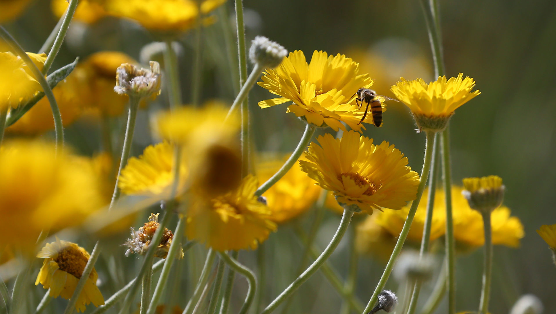 Wildflowers around Tucson, 2020